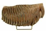 Woolly Mammoth Molar From Serbia - Collector Quality! #129993-1